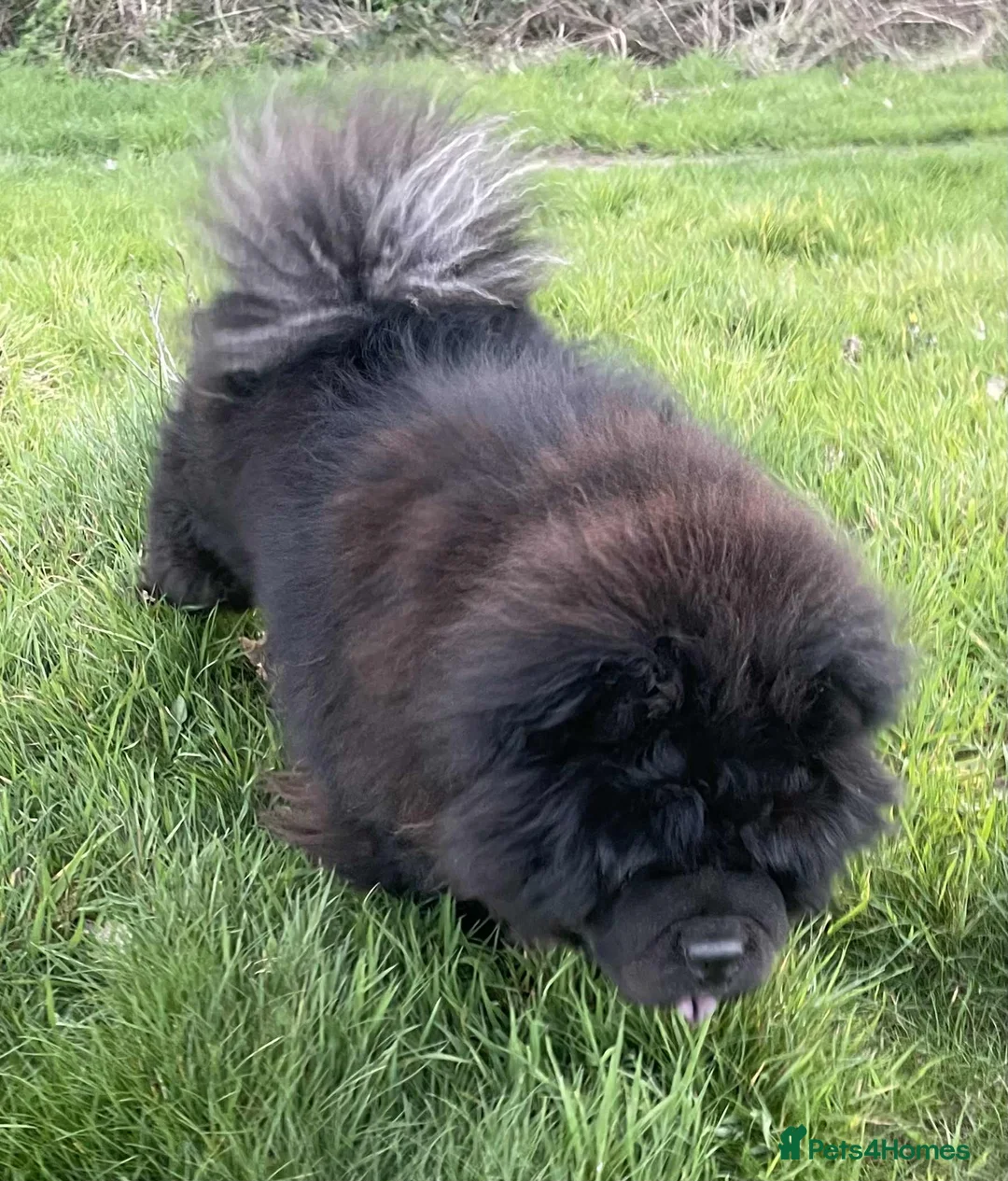 Chow Chow dogs for sale: KC Registered Chow Pups– (Champion Blood Lines) - Advert 13