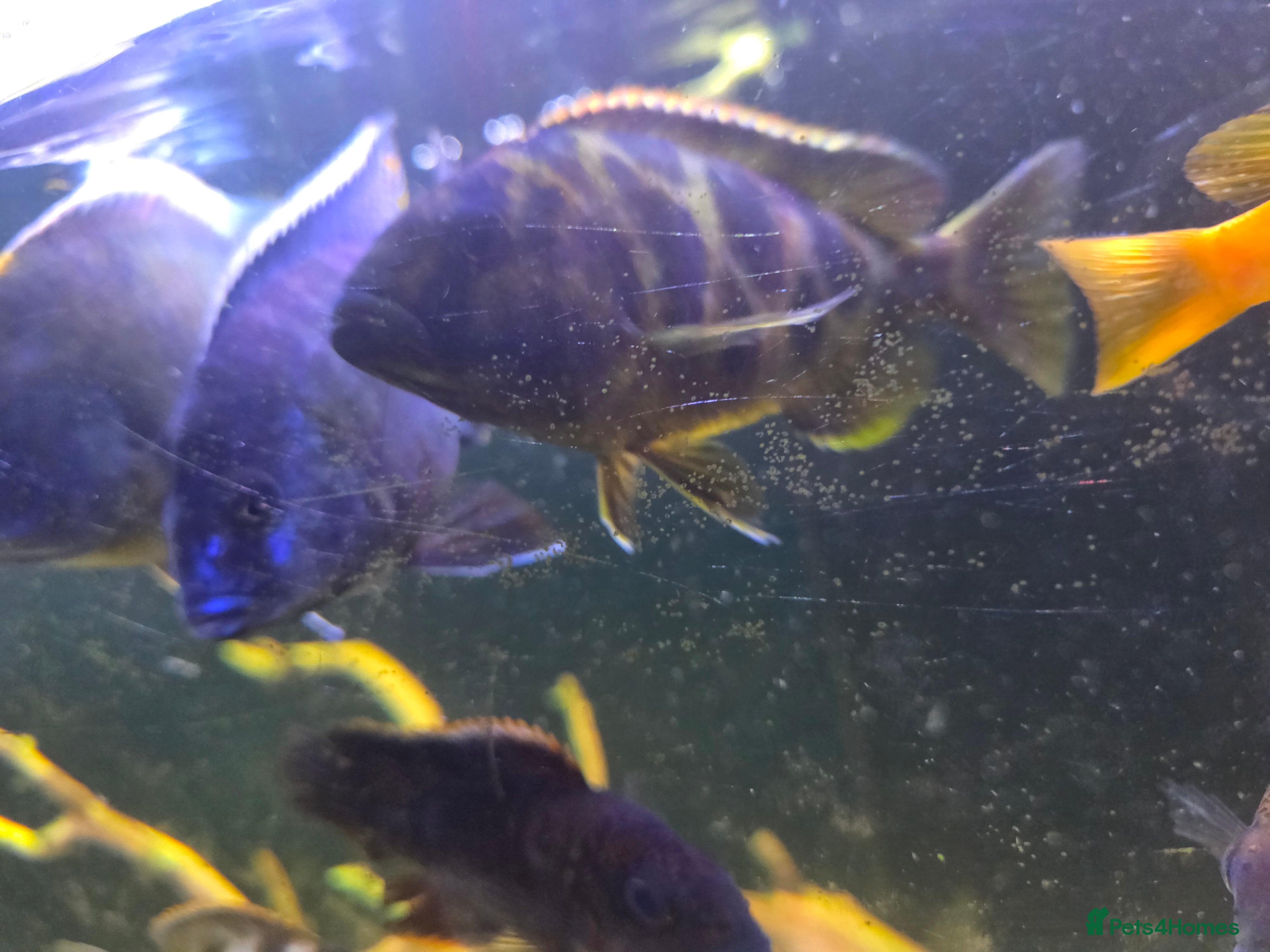 Cichlids fish Africa chicilds - Advert 12