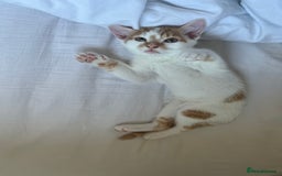 Domestic Shorthair cats for sale: Playful kitten for sale - Image 2