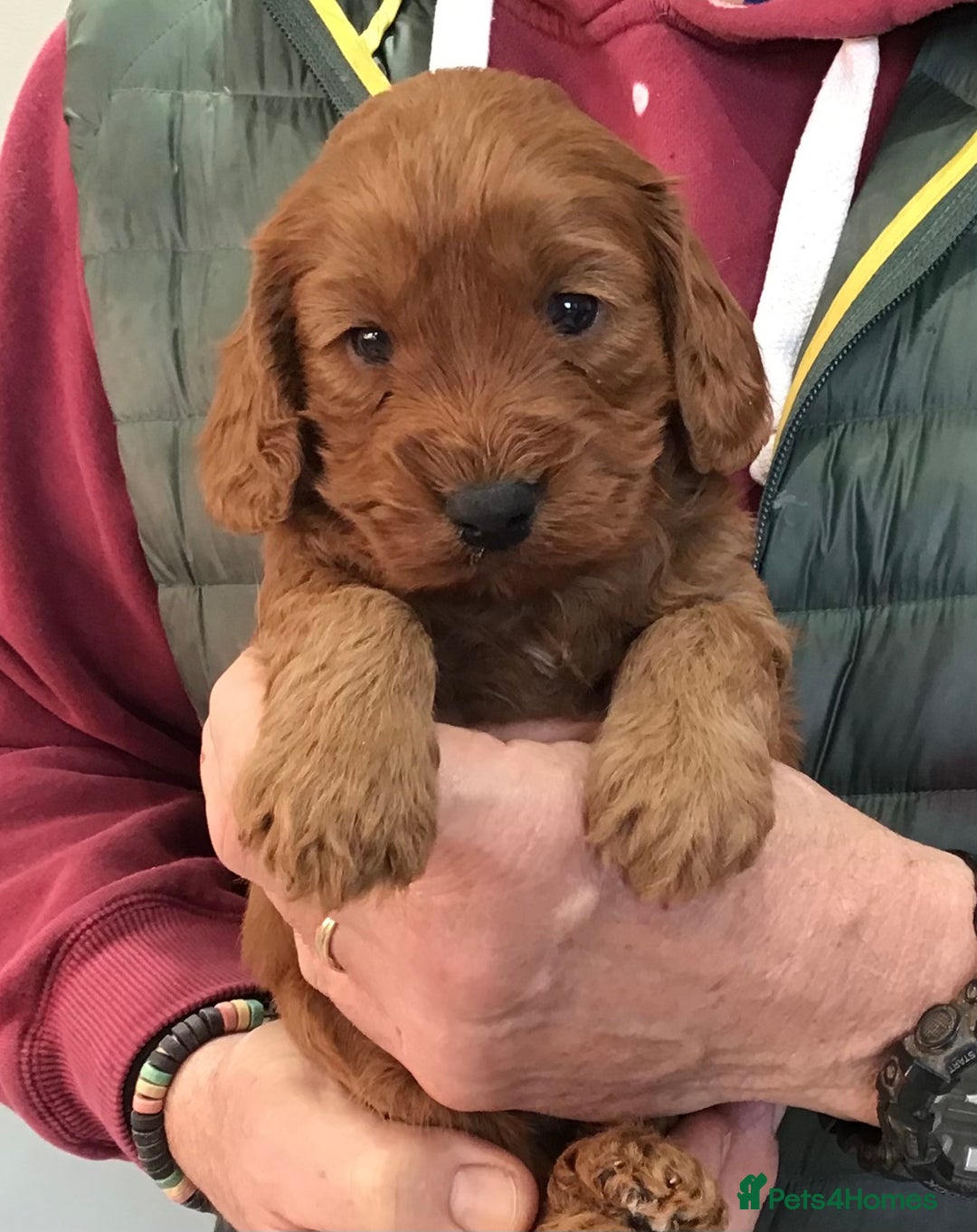 Cockapoo dogs for sale: 5* Miniature F1b Cockapoo Puppies - Advert 29