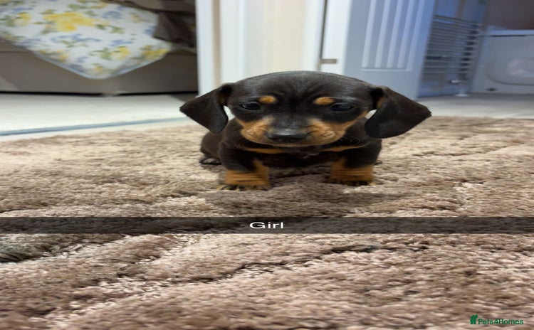 Dachshund dogs - Advert 14