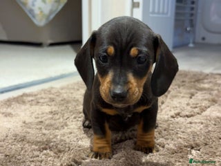 Dachshund dogs - Advert 35