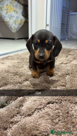 Dachshund dogs - Advert 14