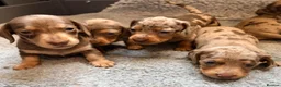 Miniature Dachshund dogs for sale: Outstanding miniature dapple dachshund puppies - Advert 15