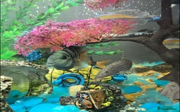 Cichlids fish for sale: Selling our lovely fish with full setup - Image 8