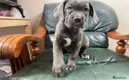 Cane Corso dogs for sale: Beatiful Cane Corse Blue Girl Available - Advert 3