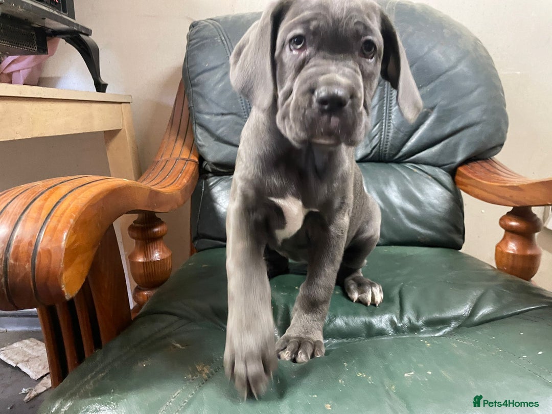 Cane Corso dogs for sale: Beatiful Cane Corse Blue Girl Available - Advert 3