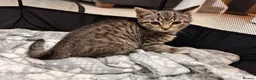 Mixed Breed cats for sale: Tabby kittens available  - Advert 10
