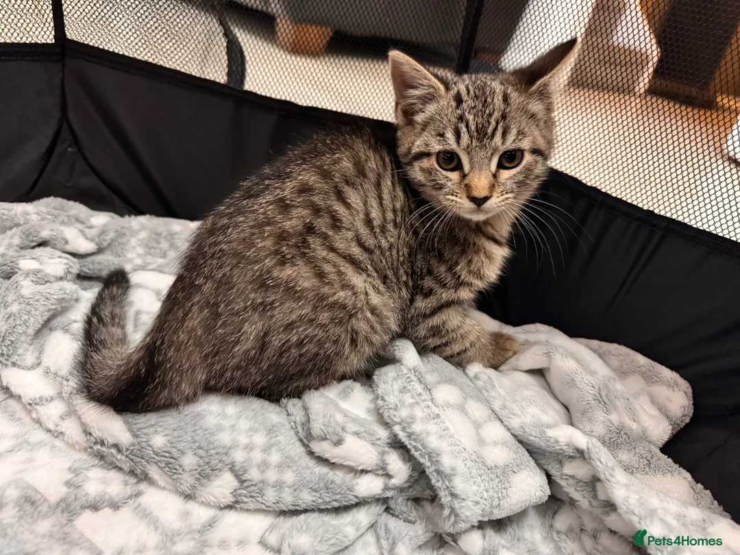 Mixed Breed cats for sale: Tabby kittens available  - Advert 10