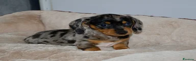Dachshund Puppy 4
