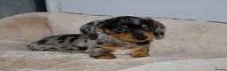 Dachshund dogs for sale: 5 beautiful Dachshund puppies in Leeds - Advert 6