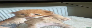 Maine Coon 3