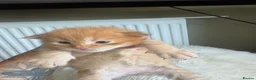 Maine Coon cats for sale: 6 Pure mainecoon kittens  - Advert 6
