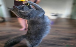 Maine Coon cats for sale: Two beautiful blue smoked mainecoon girls 4 sale  - Image 20