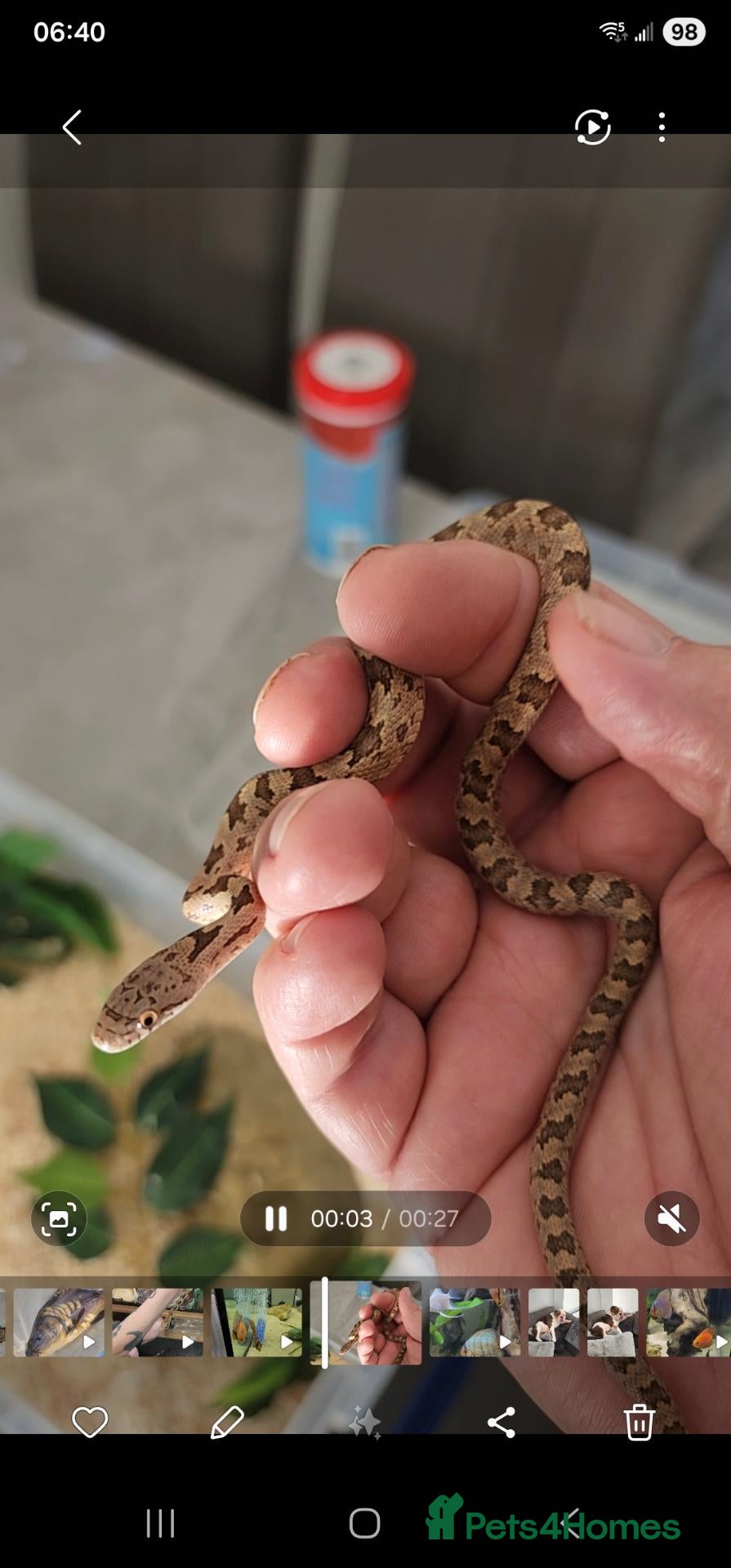 Rat Snake reptiles Everglades rat snakes - Advert 1