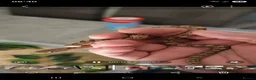 Rat Snake reptiles for sale: Everglades rat snakes - Advert 1