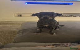 Chihuahua dogs for sale: 4 Stunning Male Apple Head Chihuahua Puppies - Image 11