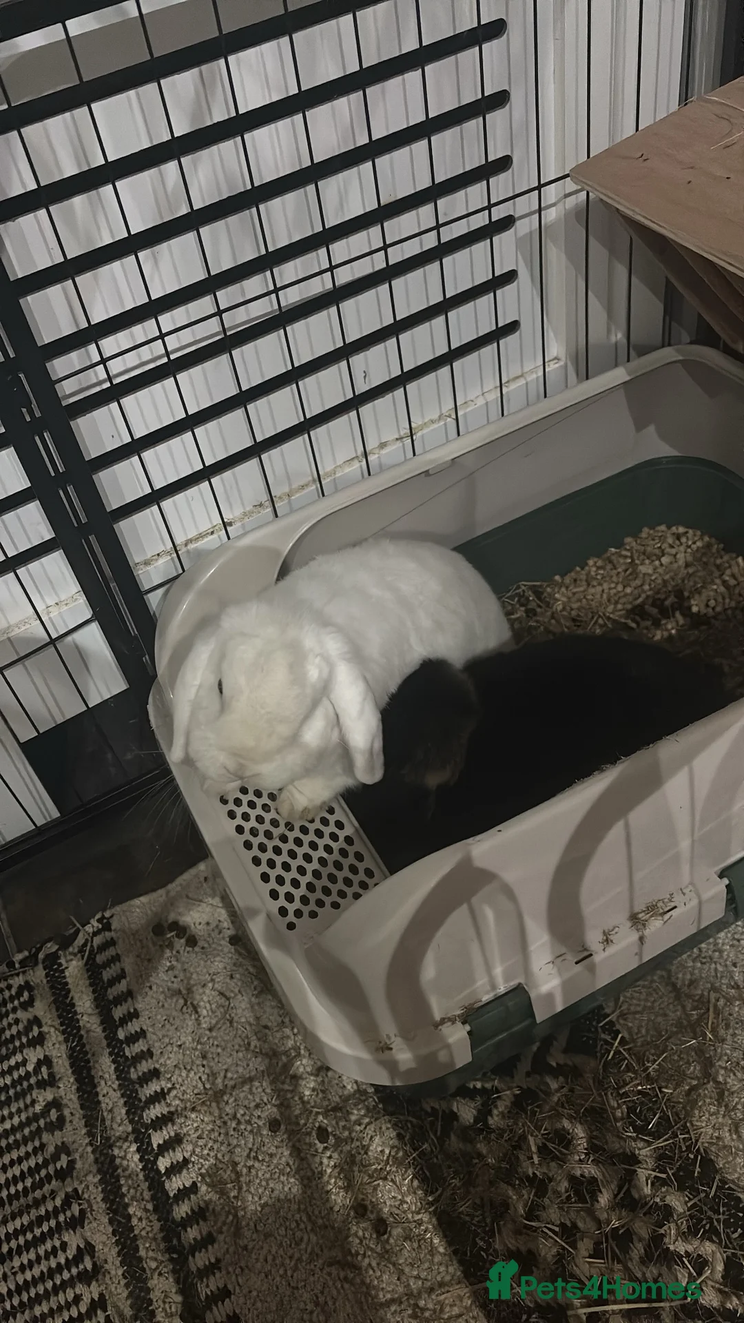 Mini Lop rabbits for sale: Levi and Mabel Mini Lop Bonded Pair in Stone - Advert 2