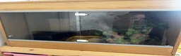 Python Snake reptiles for sale: Yellow belly ball python   - Advert 3