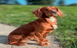 Cocker Spaniel dogs for stud: Health tested. Carries tan. KC reg in Blandford Forum - Image 7