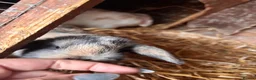 Mini Lop rabbits for sale: Mini lop for sale and pet carrier (little bag food - Advert 6