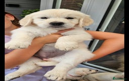 Golden Retriever dogs for sale: Adorable Golden Retriever Puppies - Image 9