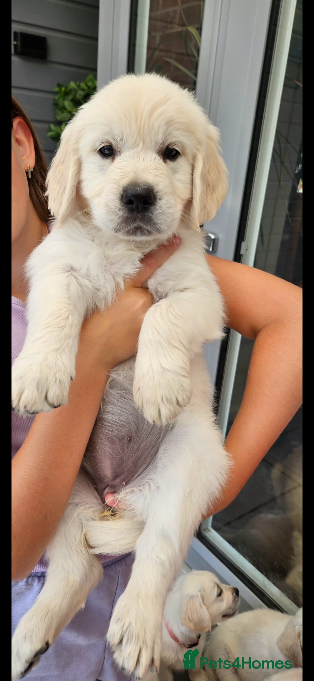 Golden Retriever dogs for sale: Adorable Golden Retriever Puppies - Image 9