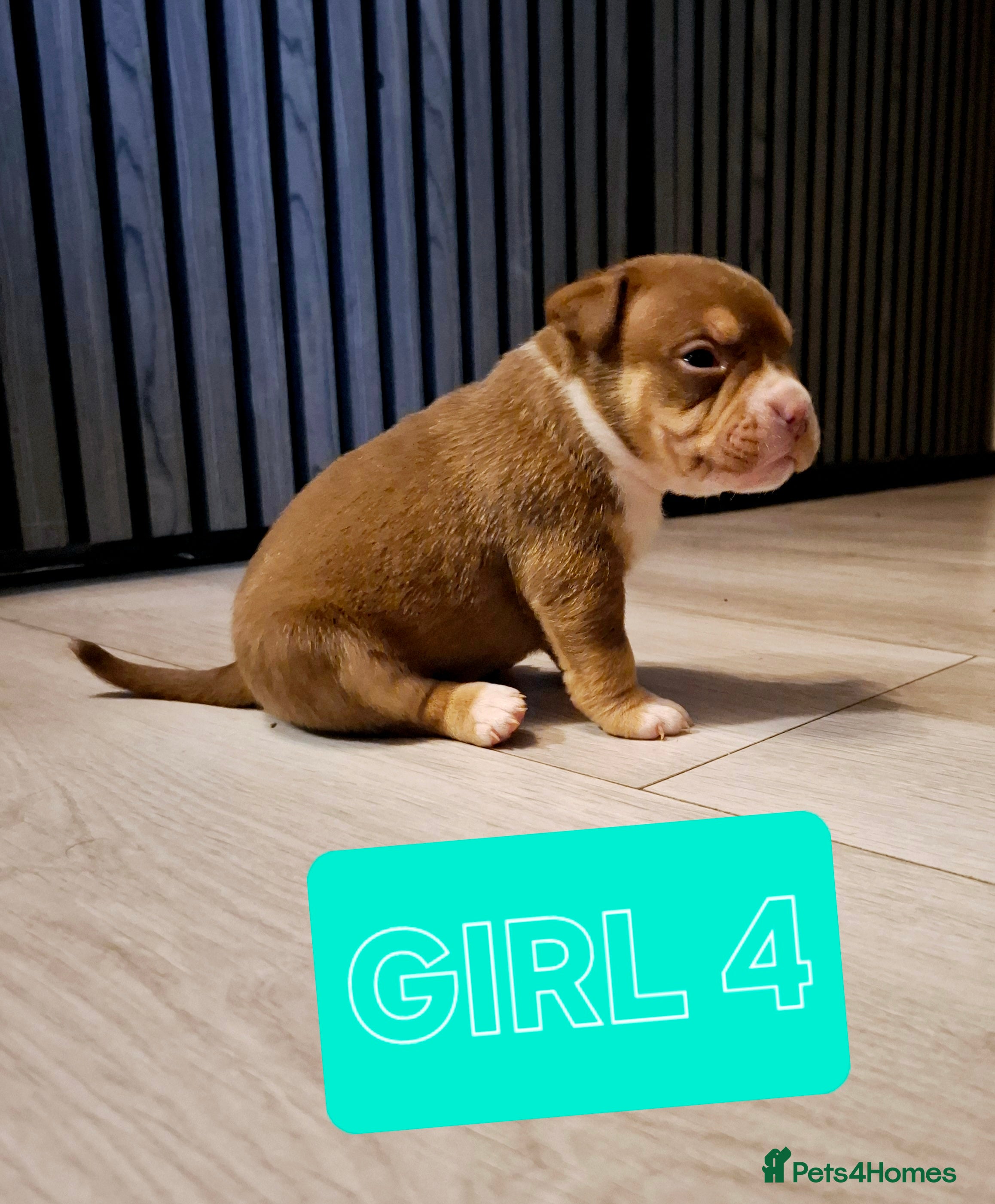 American Bully dogs AMERICAN BULLY PUPPIES 🐶  - Advert 1