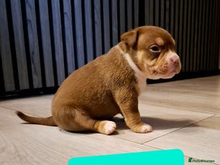 American Bully dogs AMERICAN BULLY PUPPIES 🐶 - Advert 1