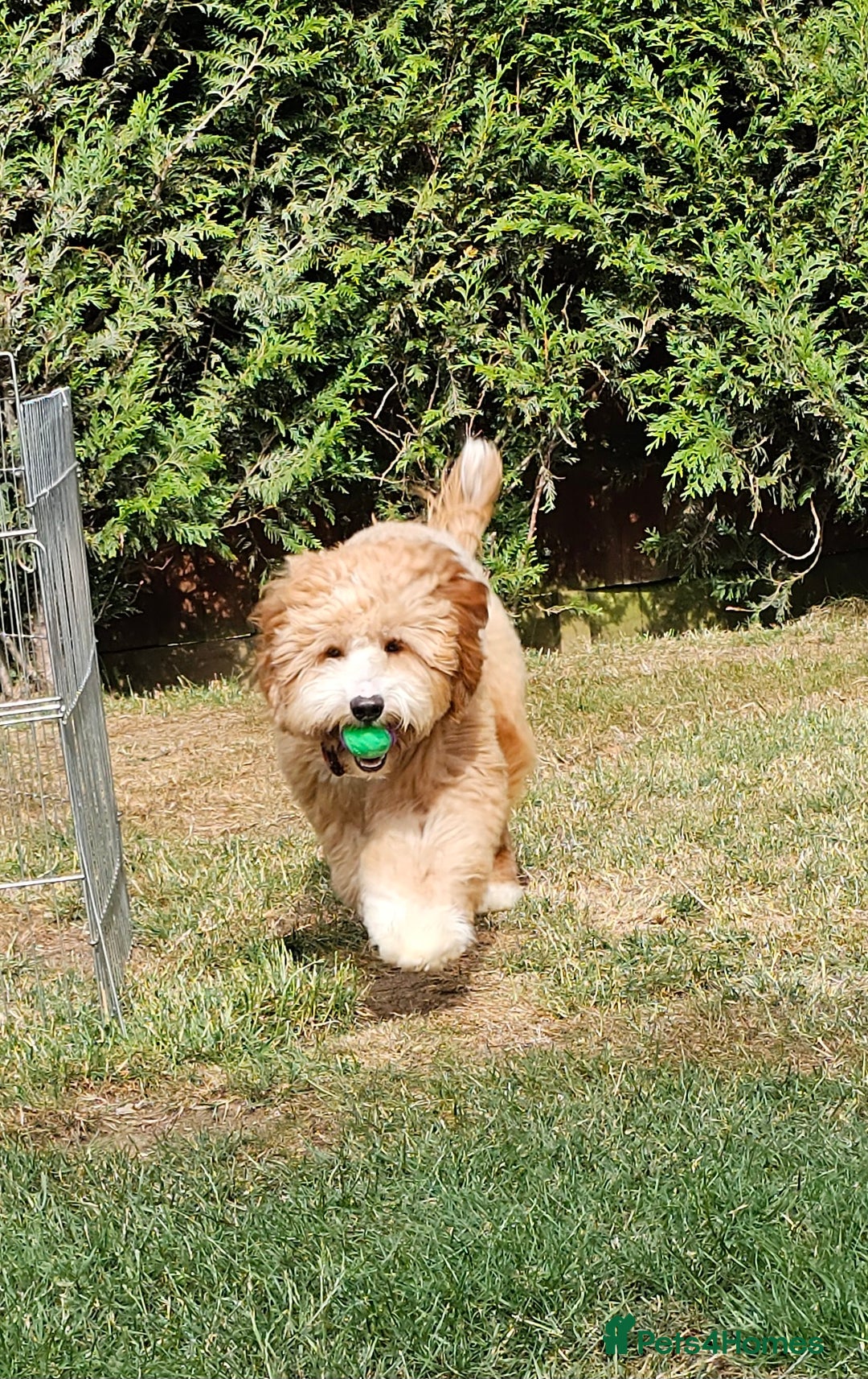 Labrador Retriever dogs for stud: Hip0/0 Elbow 0/0 Australian Labradoodle  - Advert 12