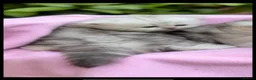 Persian cats for stud: 🌟PERSIAN White Chinchilla for STUD 🌟 - Advert 3
