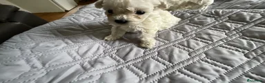 Bichon Frise Puppy 2