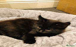 Mixed Breed cats for sale: kitten for sale - Image 6
