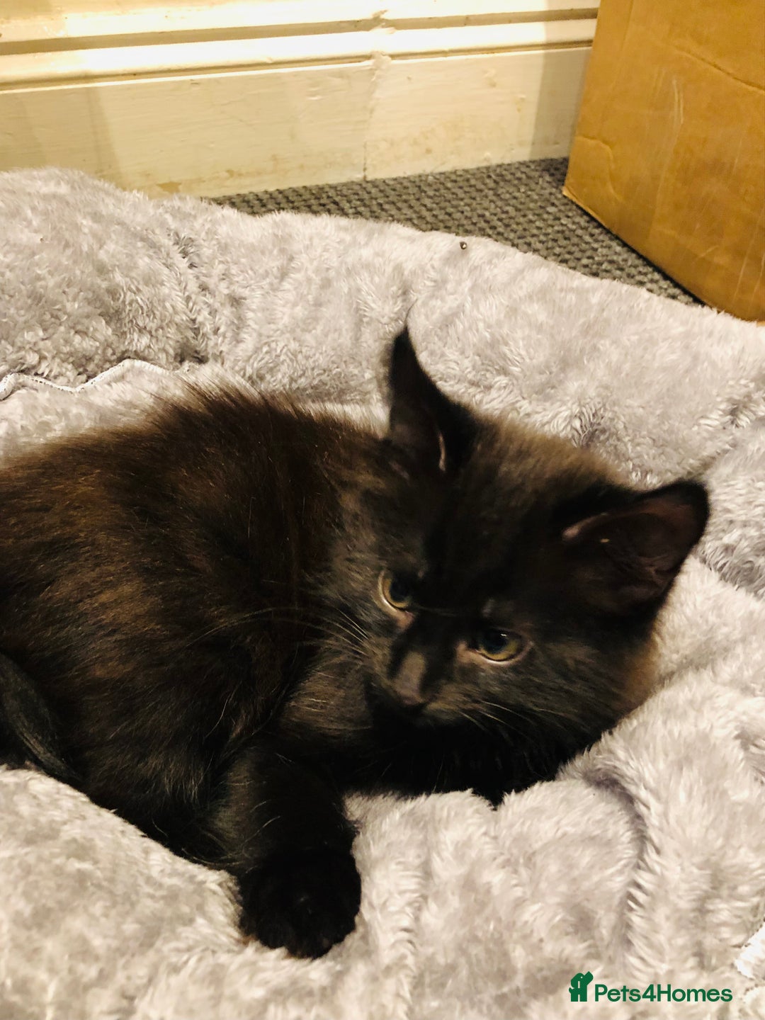Mixed Breed cats for sale: kitten for sale - Image 6
