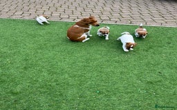 Mixed Breed dogs for sale: Lovely Jack Russel/Plumber puppies - Image 4