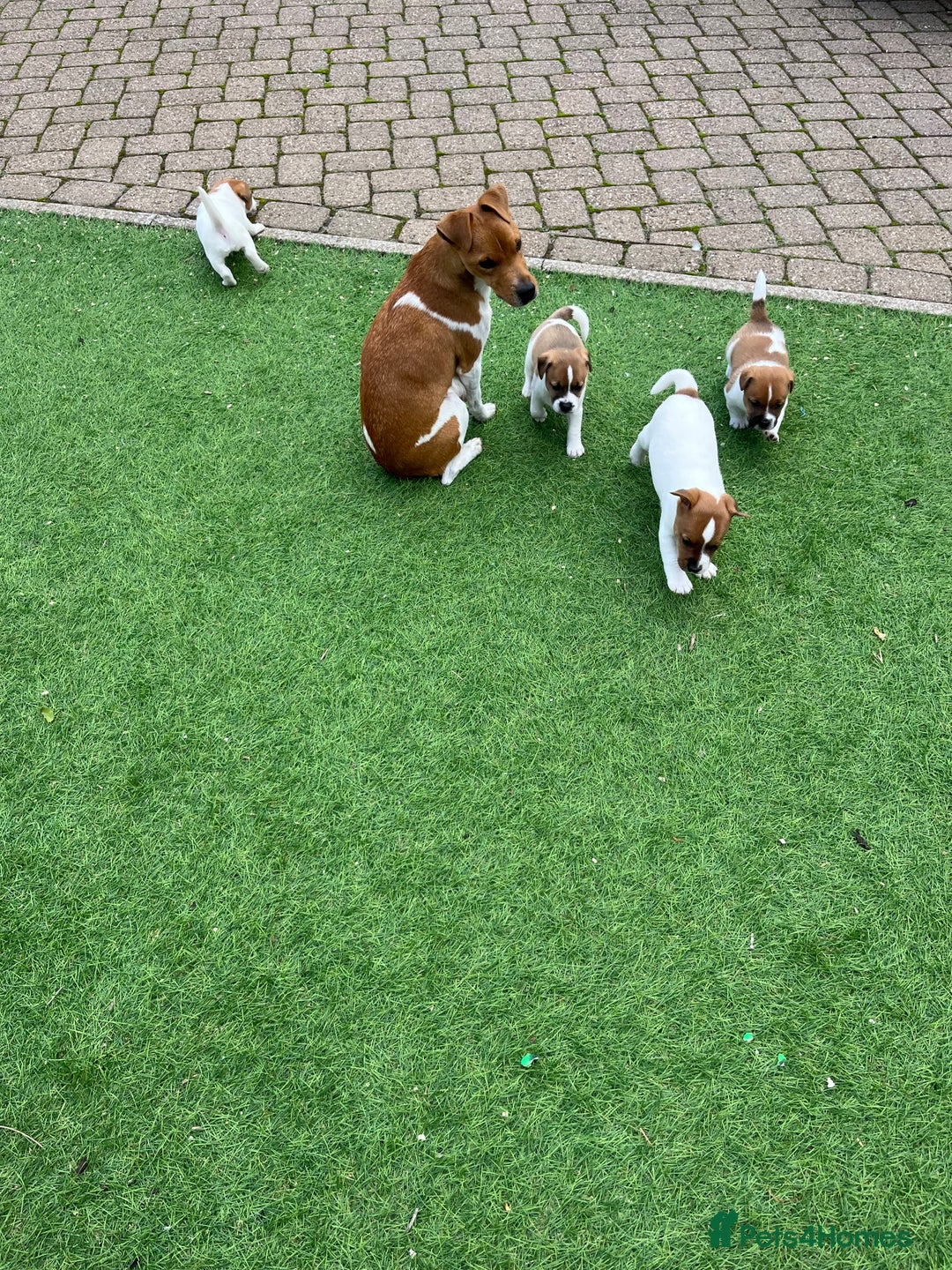 Mixed Breed dogs for sale: Lovely Jack Russel/Plumber puppies - Image 4