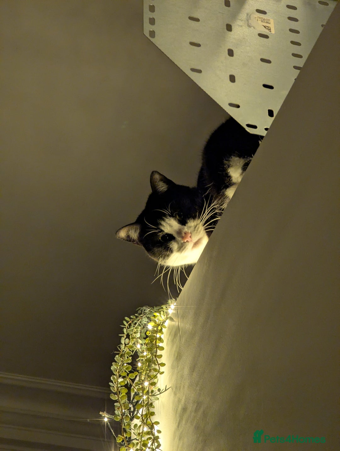 Domestic Shorthair cats for sale: Looking for a Loving Home for Our Sweet Cat 🐾 - Image 4