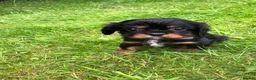 Cavalier King Charles Spaniel dogs for sale: Cavalier King Charles puppies  - Advert 9