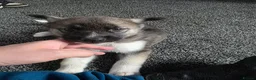 Huskita dogs for sale: huskita/siberian husky puppies - Advert 13