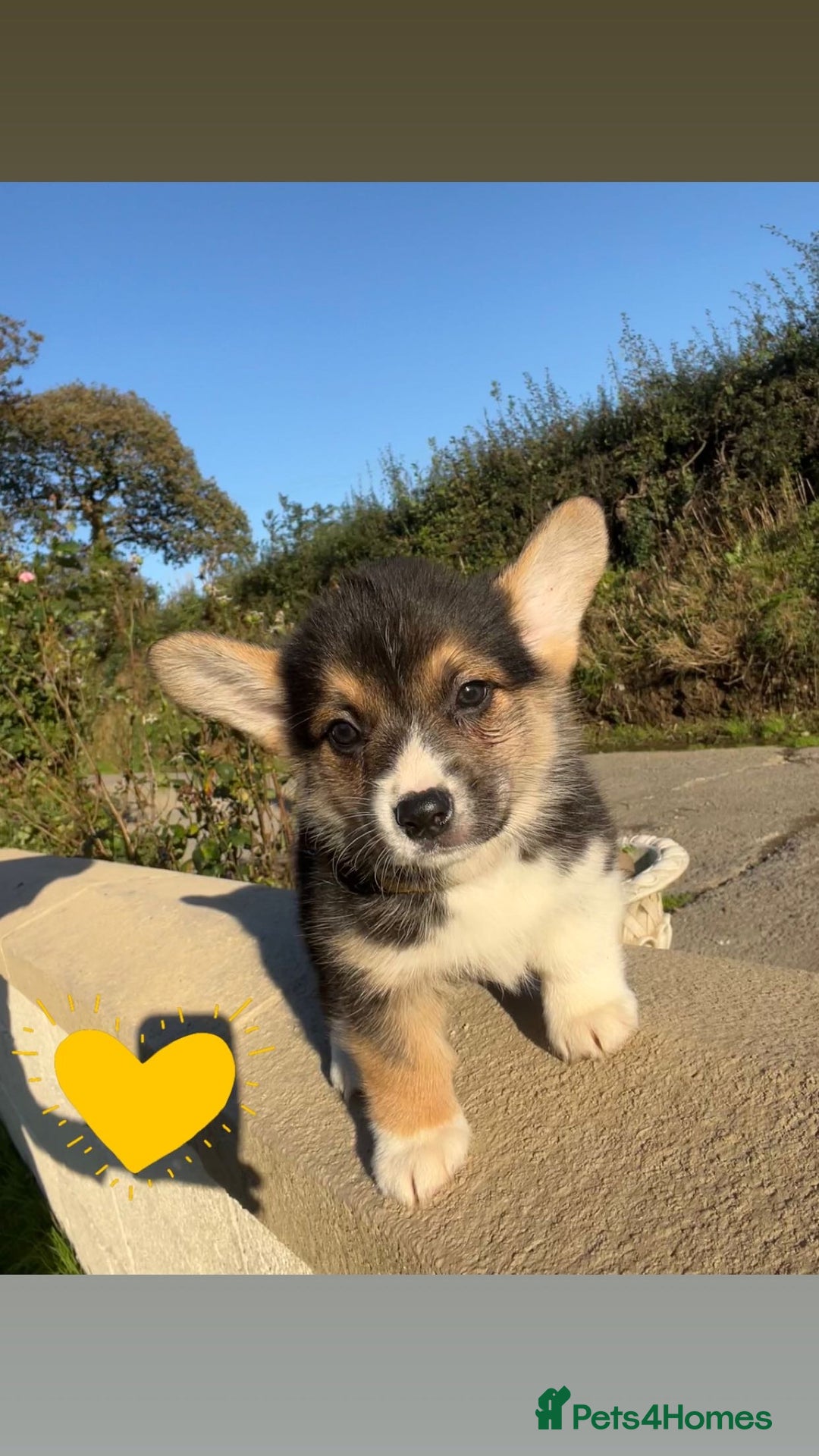 Welsh Corgi Pembroke dogs for sale: Champion Bloodline KC reg puppies - Image 9
