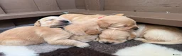 Golden Retriever dogs for sale: Golden Retriever Puppies - Advert 10