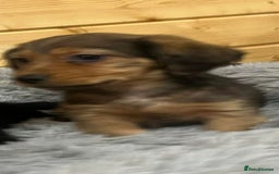 Mixed Breed dogs for sale: Dashound x jack Russell pups - Advert 6