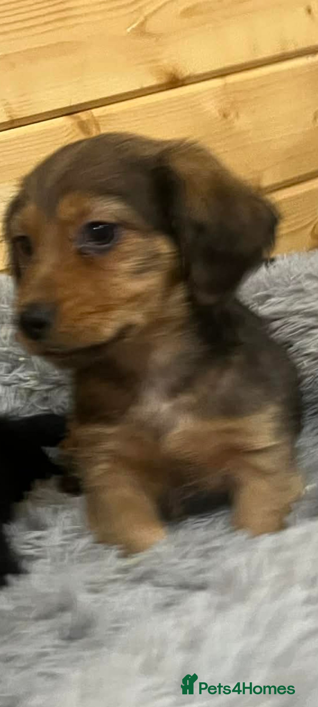 Mixed Breed dogs for sale: Dashound x jack Russell pups - Advert 6