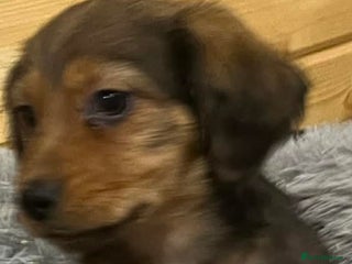 Mixed Breed dogs Dashound x jack Russell pups - Advert 18