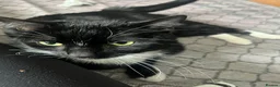 Domestic Shorthair cats for adoption: Ronnie, gentle 2 year old male - Advert 2