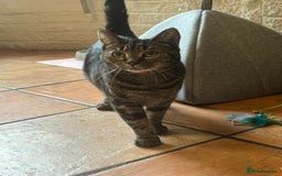 British Shorthair cats for sale: Two young female cats  - Image 4
