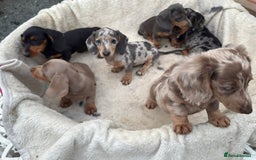 Miniature Dachshund dogs for sale: Gorgeous miniature Dachshund rainbow litter - Image 9