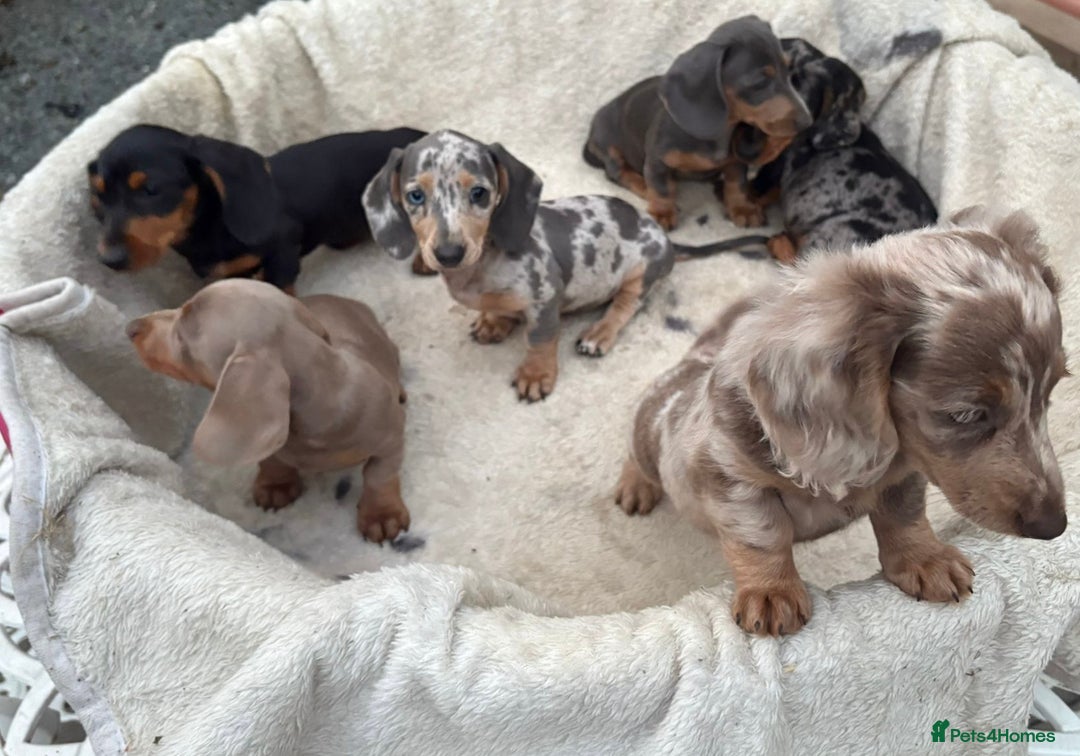 Miniature Dachshund dogs for sale: Gorgeous miniature Dachshund rainbow litter - Image 9