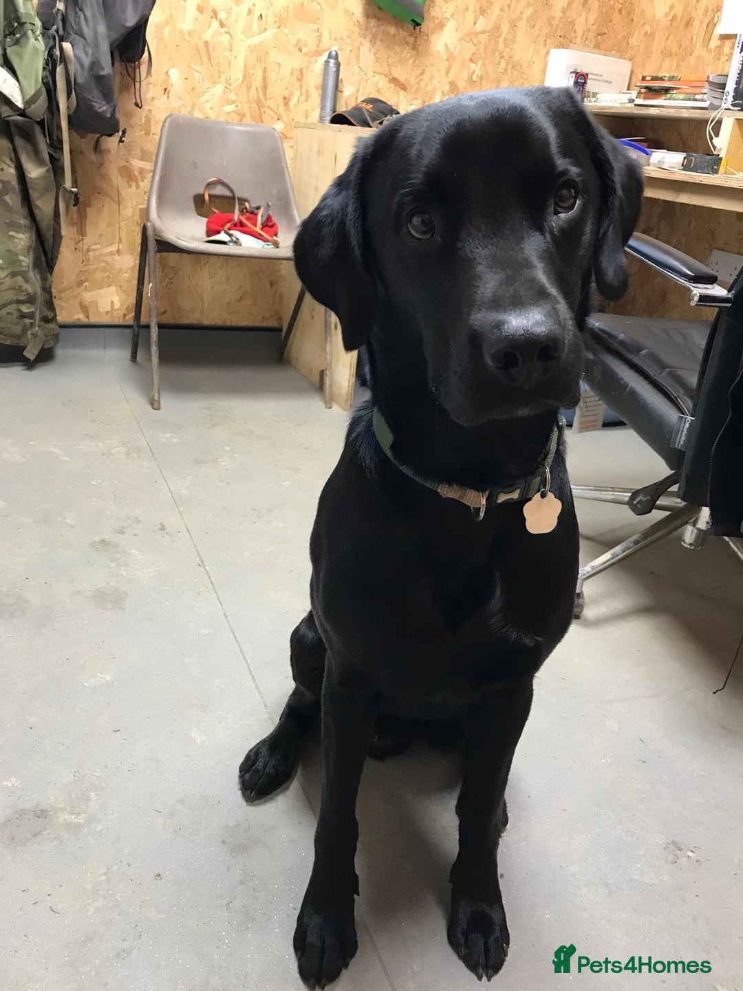 Labrador Retriever dogs for sale: Stunning Labrador Puppies - Image 31