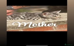 Bengal cats for sale: 1silver female  bengal 1charcoal male bengal pure - Image 3
